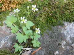Saxifraga debilis