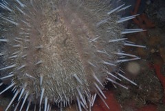 Echinus gilchristi