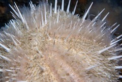 Echinus gilchristi