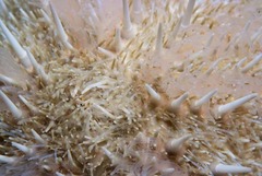 Echinus gilchristi