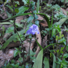 Strobilanthes capitata