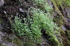 Saxifraga debilis