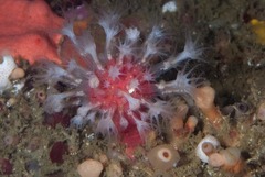 Alcyonium variabile