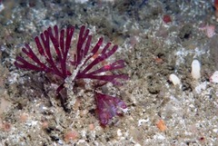 Rhodymenia pseudopalmata