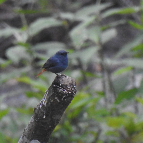 Plumbeous Water Redstart (Phoenicurus fuliginosus), photo 10