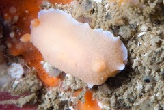 Doriopsilla capensis