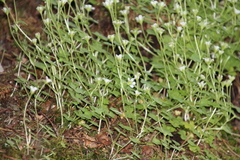 Saxifraga debilis