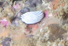 Dermatobranchus albineus