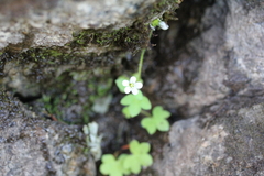 Saxifraga debilis