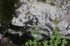 Saxifraga debilis