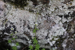 Saxifraga debilis