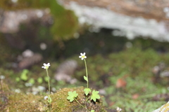 Saxifraga debilis