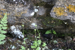 Saxifraga debilis