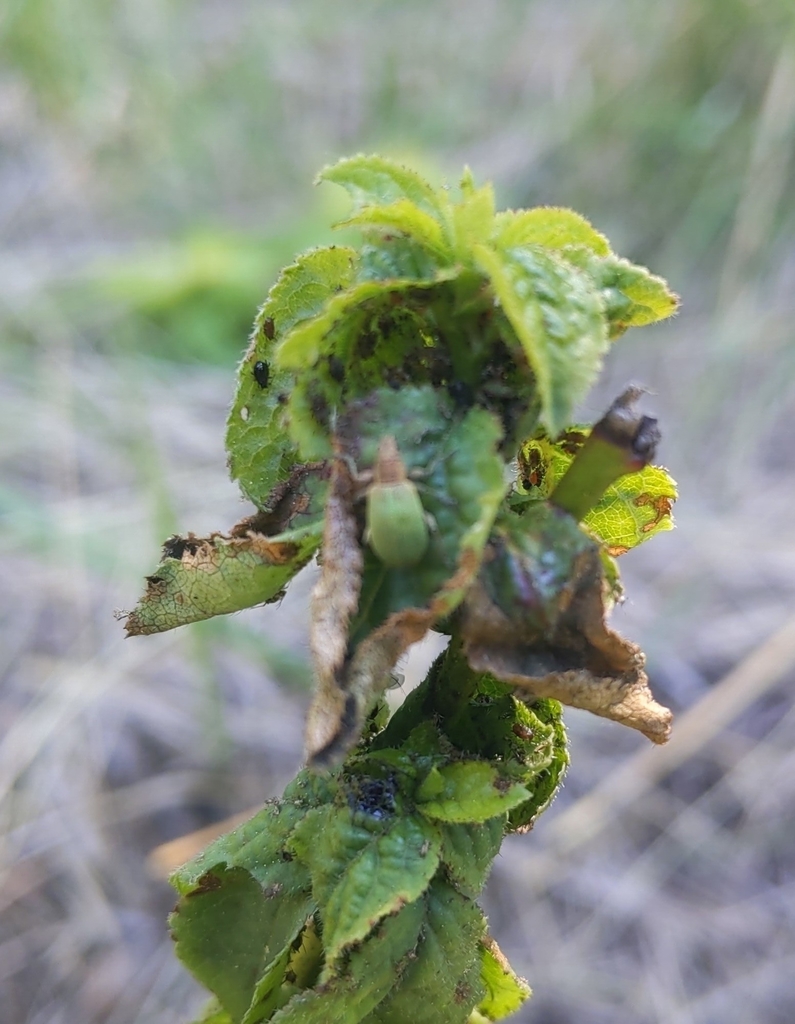 Polydrusus bohemani