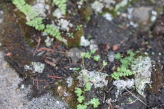 Saxifraga debilis
