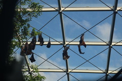 Pteropus rodricensis