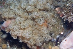 Menipea crispa
