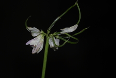 Coronilla atlantica image