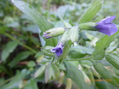 Pulmonaria affinis
