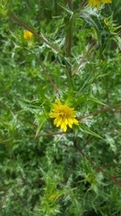 Scolymus hispanicus occidentalis