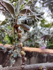 Ceroplastes sinensis