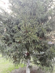 Picea abies