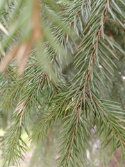 Picea abies