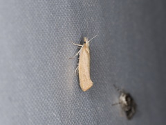 Ypsolopha