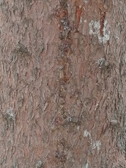 Picea abies