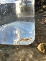 Leander tenuicornis