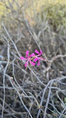 Pelargonium karooicum