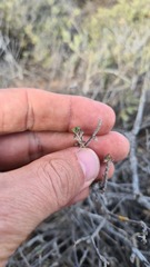 Pelargonium karooicum