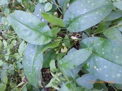 Pulmonaria affinis