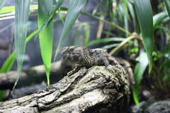 Shinisaurus crocodilurus