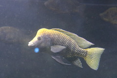 Danakilia