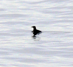 Cerorhinca monocerata