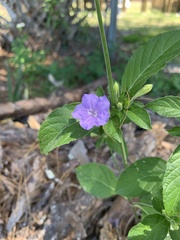 Ruellia ciliosa