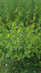 Scolymus hispanicus occidentalis