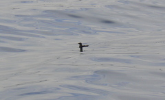 Cerorhinca monocerata