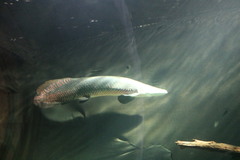 Arapaima