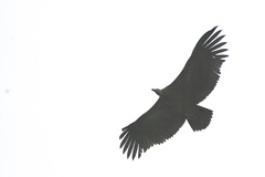 Gyps fulvus