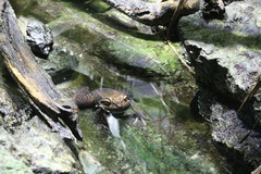 Leptodactylus fallax