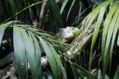 Iguana delicatissima