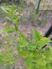 Spiraea chamaedryfolia