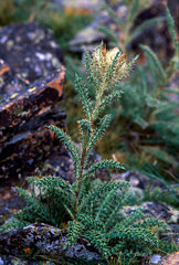 Cirsium osterhoutii