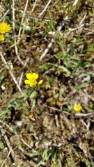 Linum trigynum