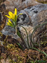Gagea peduncularis