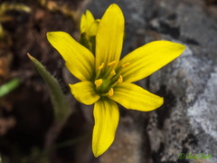 Gagea peduncularis