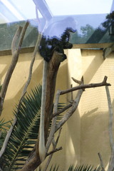 Colobus angolensis