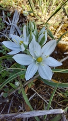 Ornithogalum